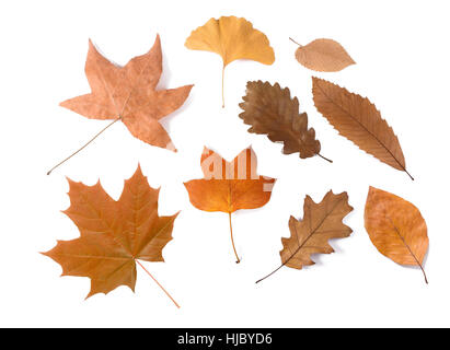 Various dried leaves group isolated on white Stock Photo