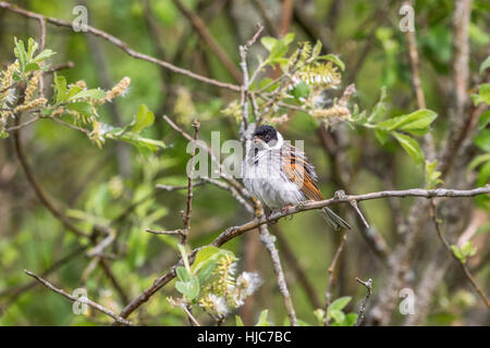 Reed bunting on a branch of a shrub in spring Stock Photo