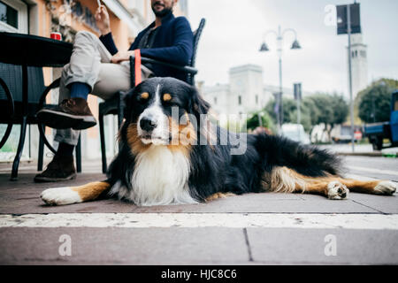 Portrait of dog lying down waiting at sidewalk cafe Stock Photo