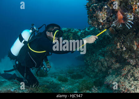 Diver collects invasive lionfish from local reef Stock Photo