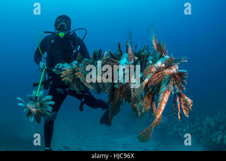 Diver collects invasive lionfish from local reef Stock Photo