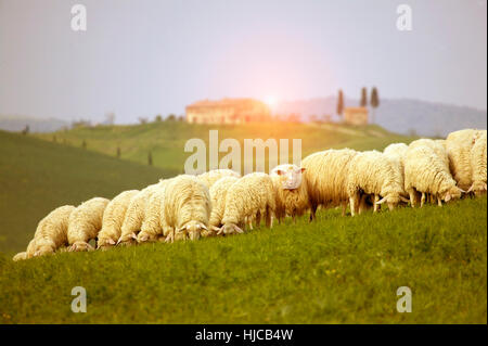 Herd of sheep grazing on field, Val d'Orcia, Siena, Tuscany, Italy Stock Photo
