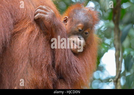 Orangutan in the jungle in Bukit Lawang, Sumatra, Indonesia Stock Photo