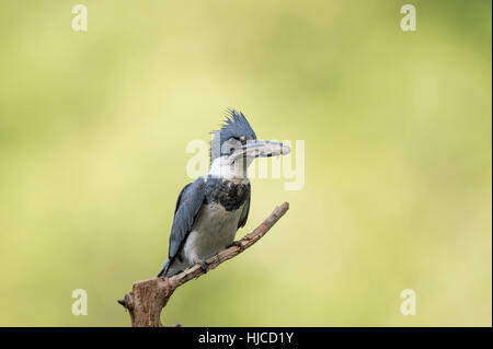 A Belted Kingfisher perches on a small branch with a fish in its beak in front of a bright green background. Stock Photo