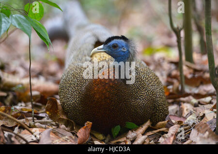 Peacock in Bukit Lawang, Sumatra jungle bird in Indonesia. Stock Photo