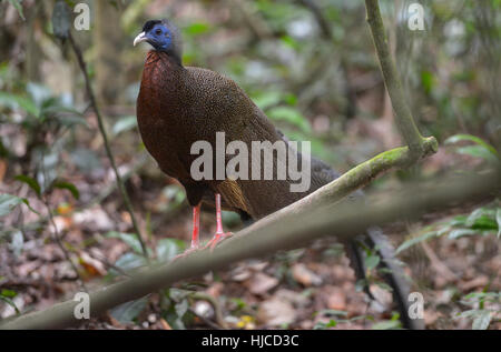 Peacock in Bukit Lawang, Sumatra jungle bird in Indonesia. Stock Photo