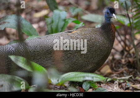 Peacock in Bukit Lawang, Sumatra jungle bird in Indonesia. Stock Photo