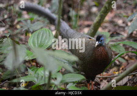 Peacock in Bukit Lawang, Sumatra jungle bird in Indonesia. Stock Photo