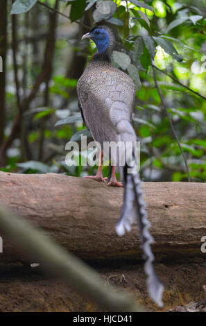 Peacock in Bukit Lawang, Sumatra jungle bird in Indonesia. Stock Photo