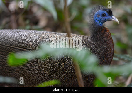 Peacock in Bukit Lawang, Sumatra jungle bird in Indonesia. Stock Photo