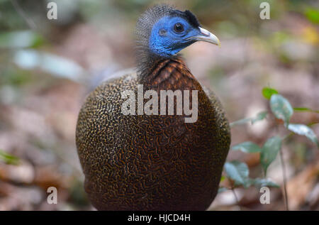 Peacock in Bukit Lawang, Sumatra jungle bird in Indonesia. Stock Photo