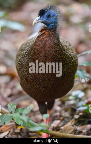 Peacock in Bukit Lawang, Sumatra jungle bird in Indonesia. Stock Photo