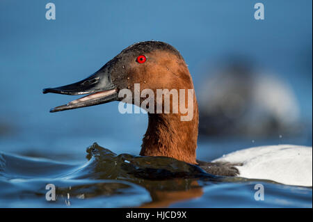 A male Canvasback duck opens its beak as it swims through the blue water. Stock Photo