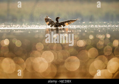 A Double-crested Cormorant flaps its wings dry as the early morning sun lights up the bird and small bubbles on the surface of the calm water. Stock Photo