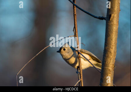 A Tufted TItmouse perches on a tree branch in the early morning sunlight on a cold winter day. Stock Photo