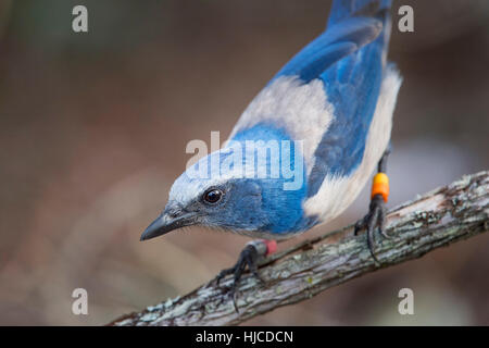 A close up of a curious Florida Scrub Jay perched on a branch. Stock Photo