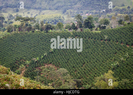 coffee plantation in the region of Armenia, department of Quindio,  Cordillera Central of the Andes mountain range, Colombia, South America  Stock Photo - Alamy