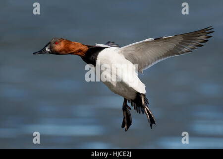 A drake Canvasback duck with its wings out and feet down coming in for a landing on an icy river on a sunny day. Stock Photo