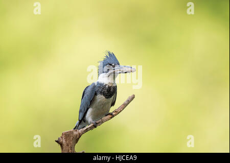 A Belted Kingfisher sits on a tree branch perch with a small fish in its beak in front of a bright green background. Stock Photo