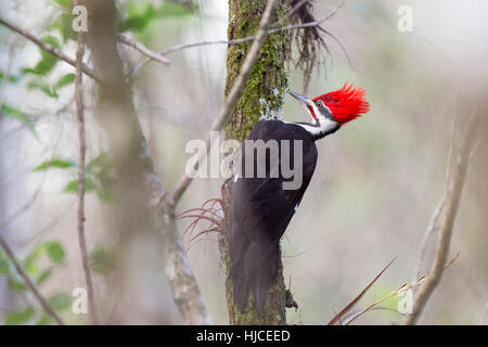 A large Pileated Woodpecker searches for food on a moss covered tree trunk with its bright red head feathers standing up. Stock Photo