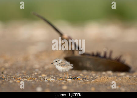 An endangered cute and tiny Piping Plover chick stands on a pebble covered beach in front of a dead horseshoe crab on a sunny morning. Stock Photo