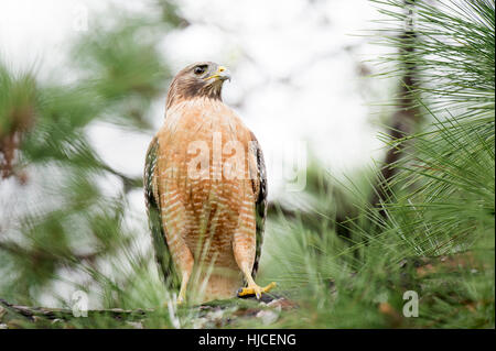 A Red-shouldered Hawk sits perched in a pine tree with its orange chest standing out within the green pine needles on an overcast day. Stock Photo