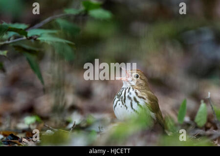 An Ovenbird sings loudly as it sits on the forest floor with some green leaves around it. Stock Photo