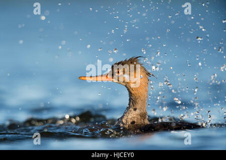 A Red-breasted Merganser swims in the bright blue water and creates a large splash of water. Stock Photo