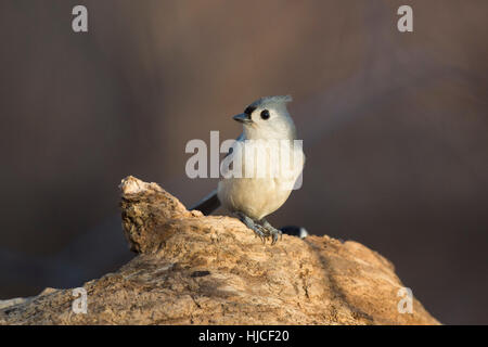 A Tufted Titmouse perches on a dead tree log in the early morning sunlight. Stock Photo