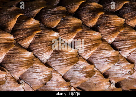 Spruce cone high close up texture Stock Photo