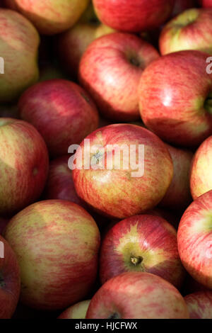 Malus domestica 'Star of Devon'. Harvested apples. Stock Photo