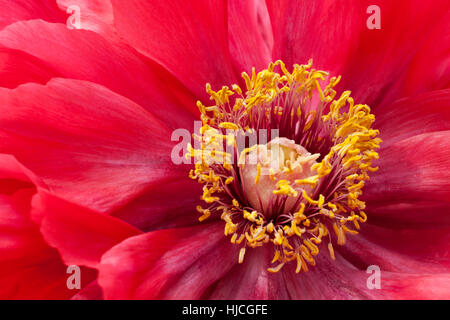 Close up of a red peony flower petals with center of stamens with pollen bearing anthers Stock Photo