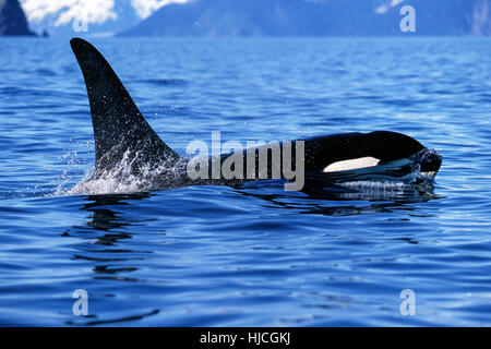 Killer whale surfaces and shows tall dorsal fin in this beautiful Alaskan scene, (Orcinus orca), Alaska, Kenai Fjords National Park, Taken 07.96 Stock Photo