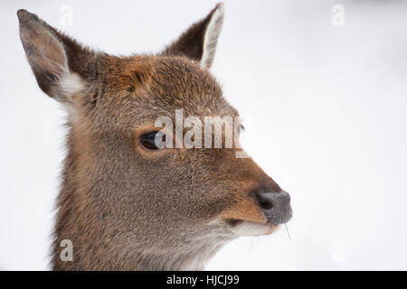 Sika, Sika-Hirsch, Sikahirsch, Sikawild, Sika-Wild, Jungtier, Cervus nippon, sika deer Stock Photo