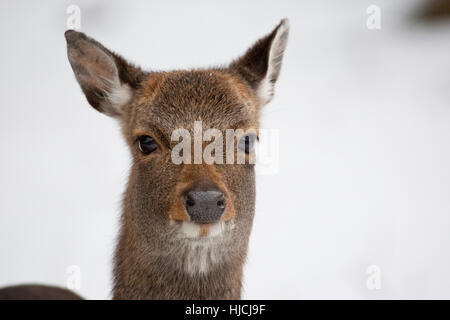 Sika, Sika-Hirsch, Sikahirsch, Sikawild, Sika-Wild, Jungtier, Cervus nippon, sika deer Stock Photo
