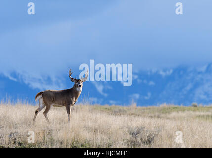 White-tail Buck (Odocoileus virginianus) in front of cloud covered mountains, Western North America Stock Photo