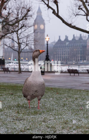 London, UK. 25th Jan 2017. A goose standing on frosty ground on the South Bank in front of Big Ben during freezing weather this morning. London is continuing to experience cold and foggy weather again today. Credit: Vickie Flores/Alamy Live News Stock Photo