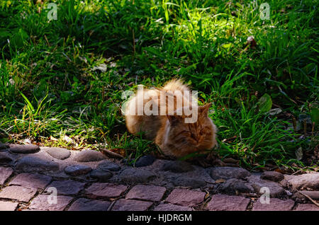 Light Red Cat lying on Green Summer Grass near a Pavement Stock Photo