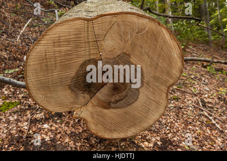 Cut piece of oak tree with age circles in Slovak national park, Poloniny Slovakia Stock Photo