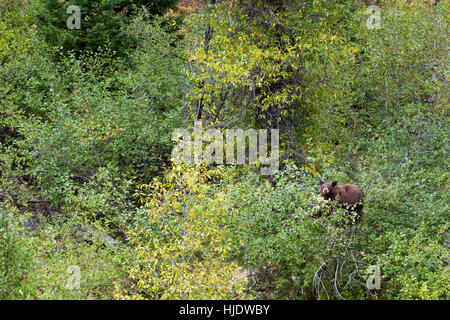 A black bear pausing from eating hawthorne berries along the Phelps Lake Trail. Grand Teton National Park, Wyoming Stock Photo