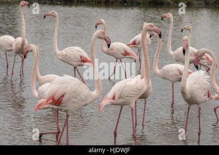 Greater flamingo, Phoenicopterus roseus in lagoon in the Camargue, south France. Stock Photo