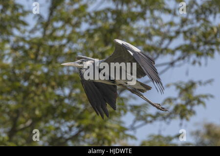 Grey Heron, Ardea cinerea, in flight. Stock Photo