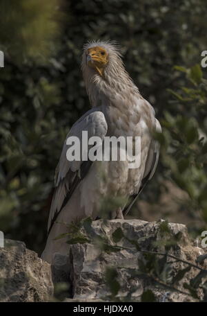 Egyptian Vulture, Neophron percnopterus, perched and alert on rock. Stock Photo