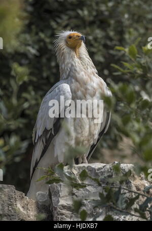 Egyptian Vulture, Neophron percnopterus, perched and alert on rock. Stock Photo