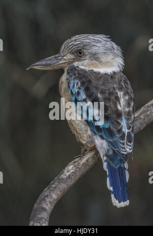 Male blue-winged kookaburra, Dacelo leachii, perched on branch. Stock Photo