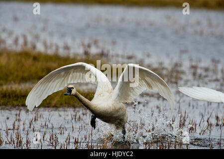 Tundra swan (Cygnus columbianus columbianus) taking off from a tundra pond on the Arctic coast near Barrow Alaska Stock Photo