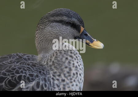 Male Spot-billed duck, Anas poecilorhyncha, with red spot on bill. Stock Photo