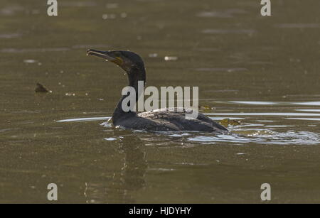 Cormorant, Phalacrocorax carbo, just surfacing after dive in lake. Stock Photo