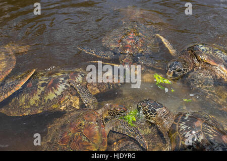 Group of green sea turtle feeding on seaweed, lot of competition for the food, Zanzibar, Tanzania, Africa Stock Photo