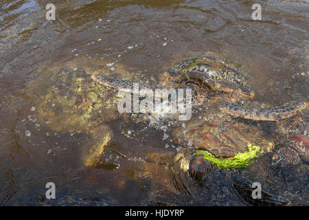 Group of green sea turtle feeding on seaweed, lot of competition for the food, Zanzibar, Tanzania, Africa Stock Photo